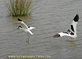 avocet, avocets, british-9